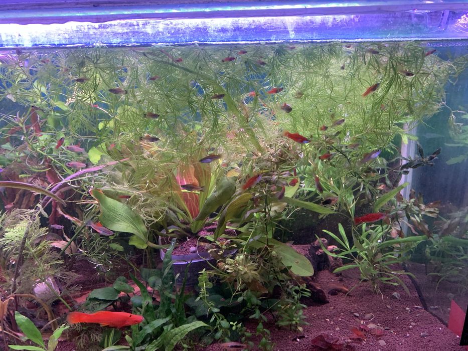 Готовый аквариум