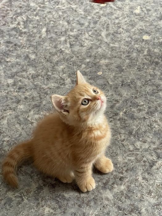 Котенок в добрые руки
