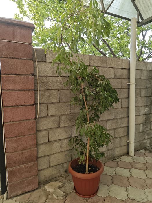 Продам домашнее растение