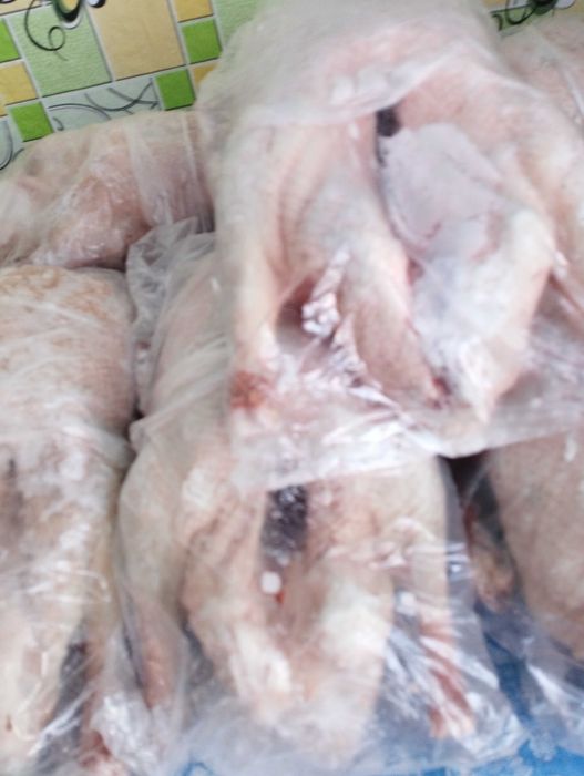 продам гусей домашних