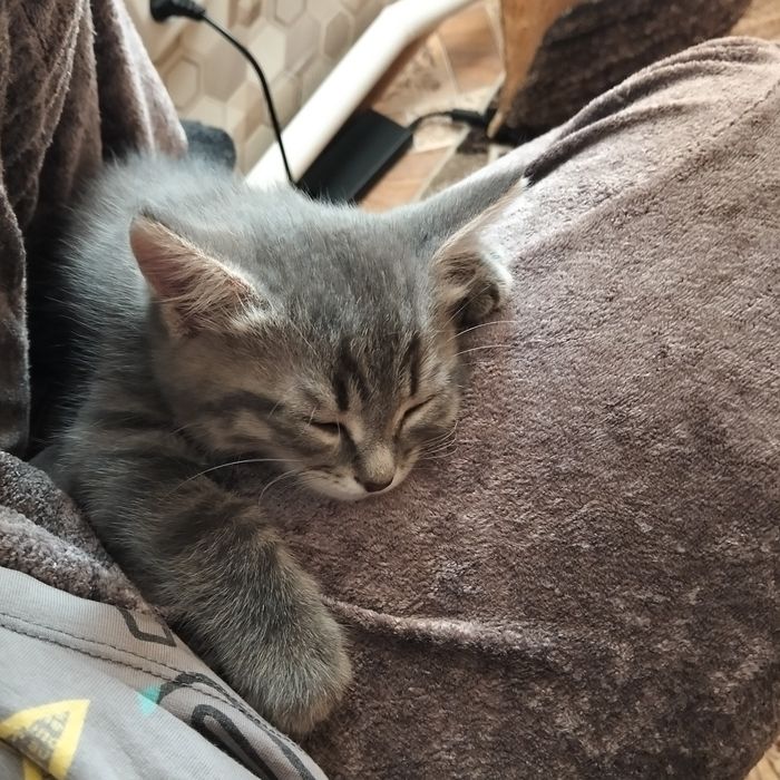 Отдам котика двухмесячного