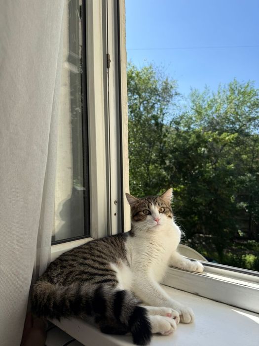 Отдам в хорошие руки кошечек