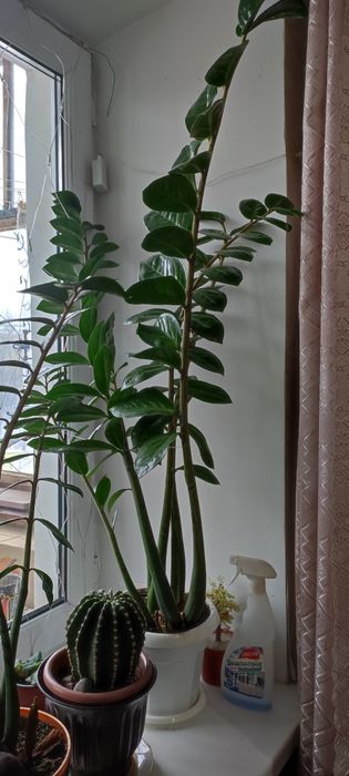 Продам Замокулькасы 2 горшка