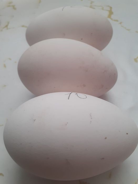 Қаздын жұмыртқасы крупна серый