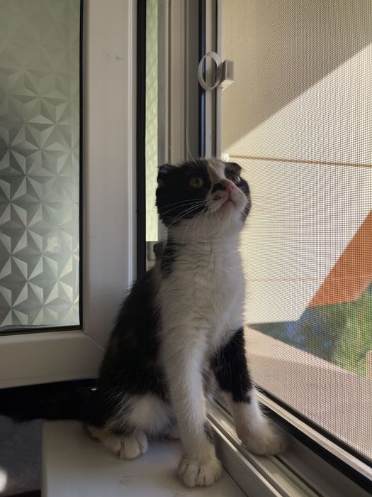 Котенок Scotish Fold