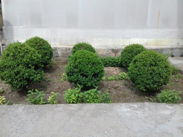 Шамшод сотилади срочна