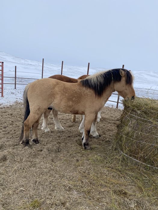 Мугалжар айгыр продается