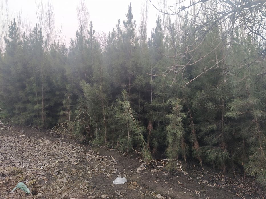 Archa koʻchat sotiladi