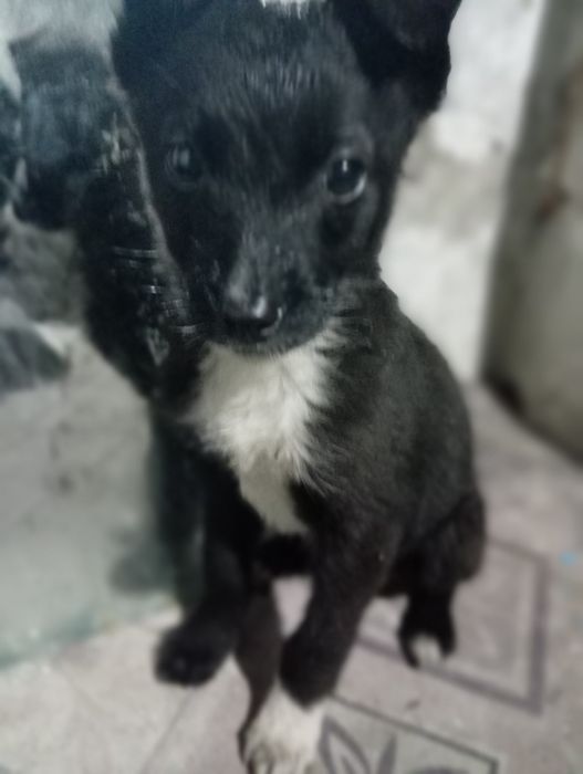 Отдам щенков кандек