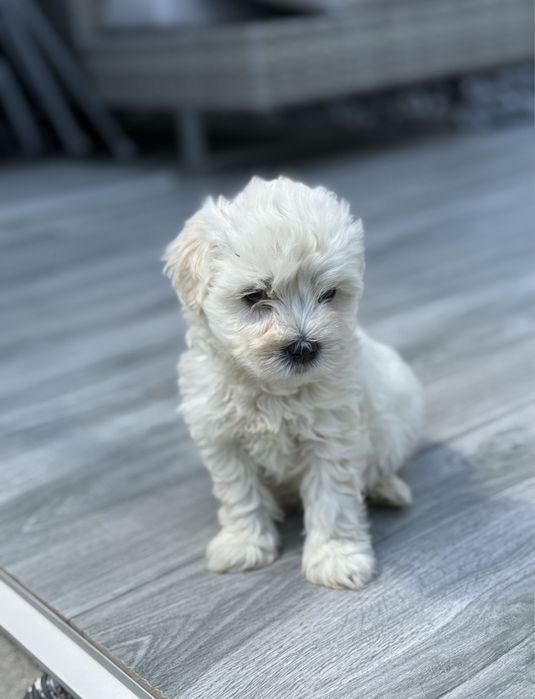 Bichon Maltez - 7 saptamani