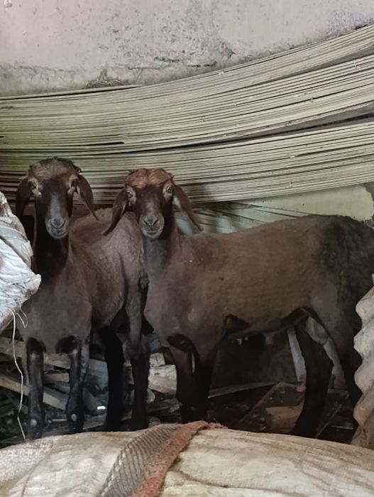Quy sotiladi bu ancha oldingi rasmlar xozir ancha tetik quyla