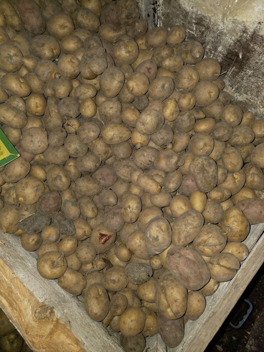 Домашняя картошка