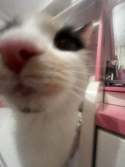 Отдам кошечку в хорошие руки