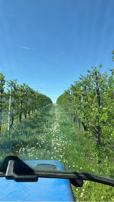 Livada de pruni in Falticeni