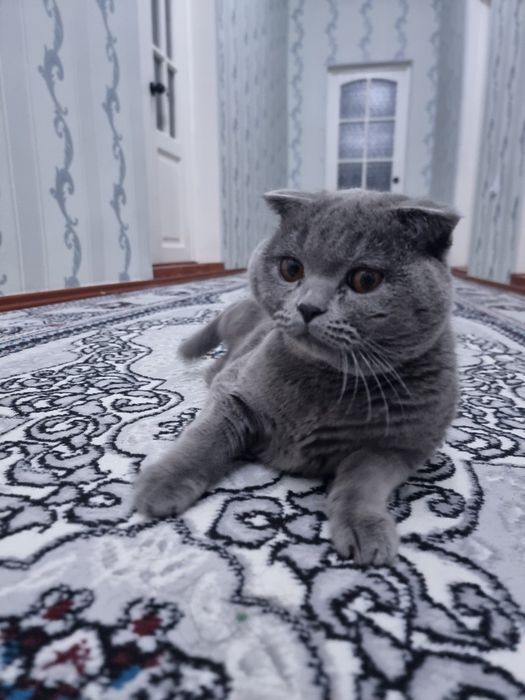 Домашнее кошках продаётся