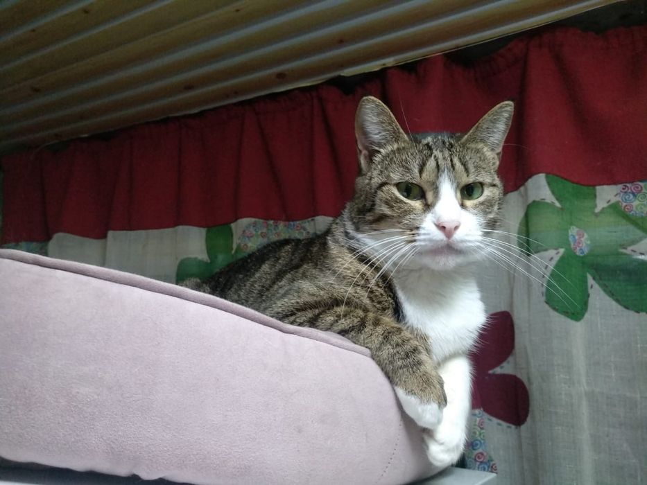 Кошечка Анфиса с приданым и доставкой!