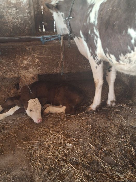 Vacă de lapte blândă