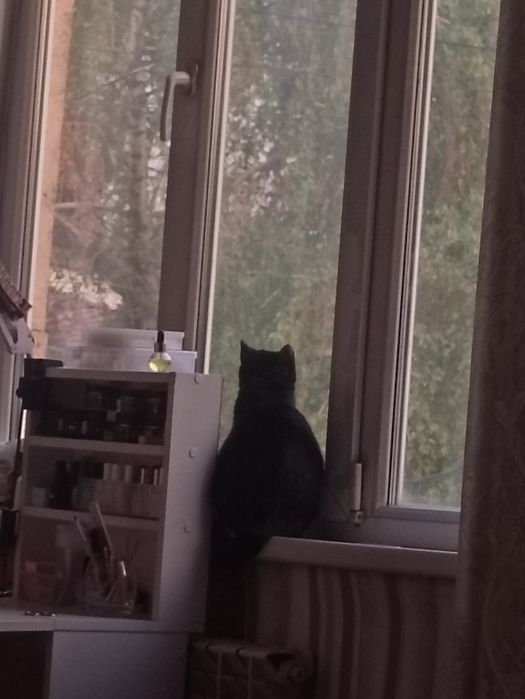 котята и кошка даром срочно