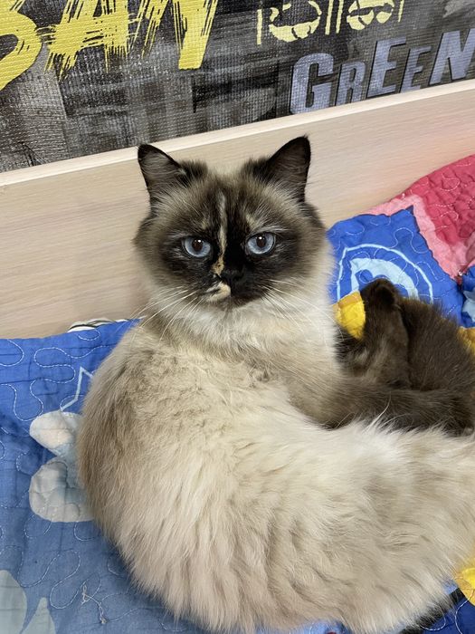 Отдадим кошек бесплатно