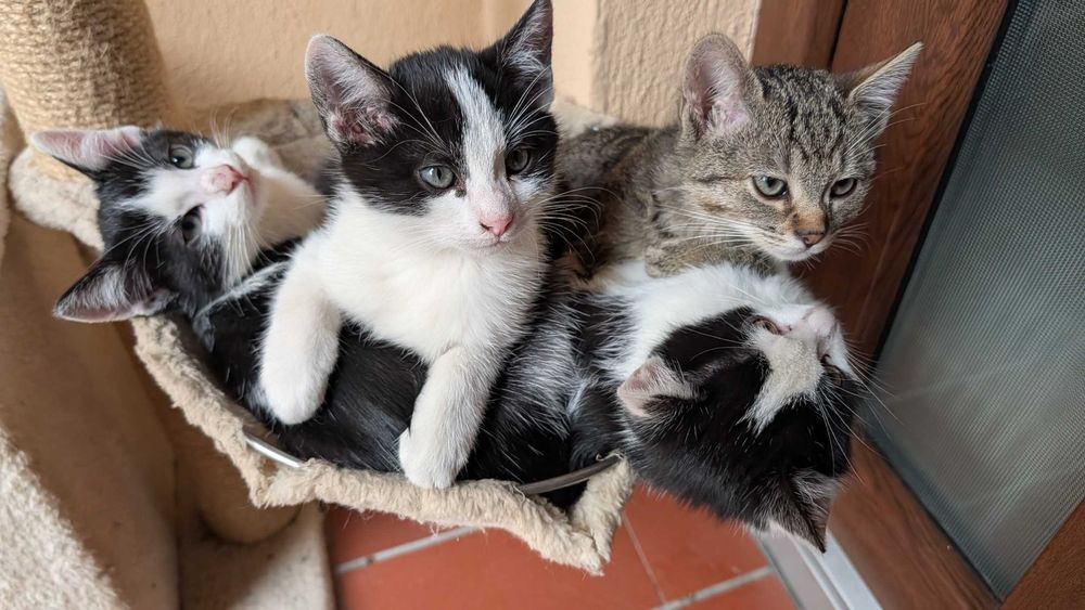 Donez niste pisicute dragute de 2 luni