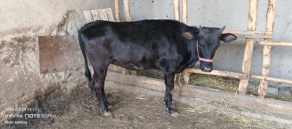 Boqilgan ğunojin sotiladi