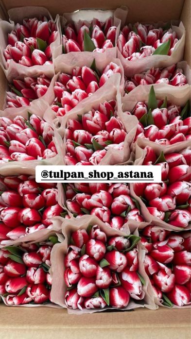 Крупные тюльпаны