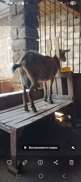 Альпийский ешкі сатылады