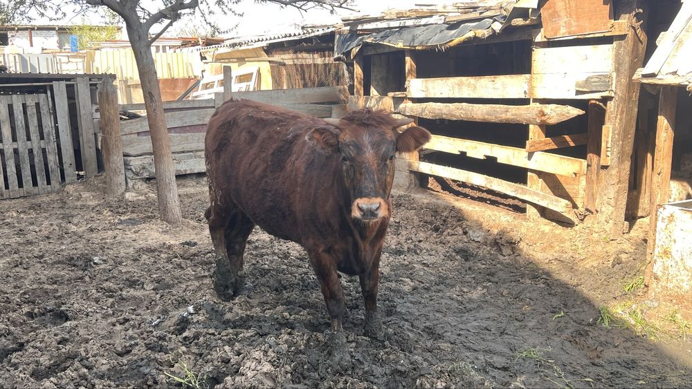 Сиыр сатылады бұзаулы