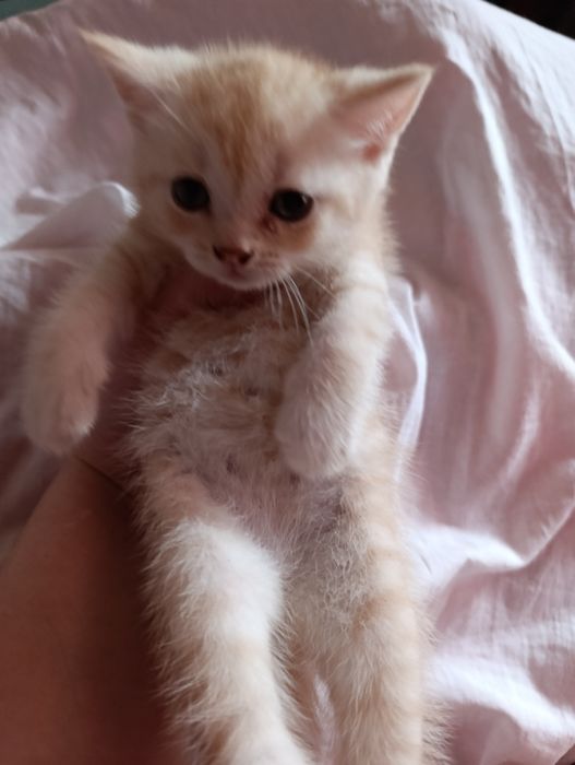 Продам шотландских котят