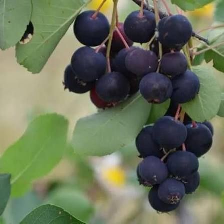 Afin canadian saskatoon