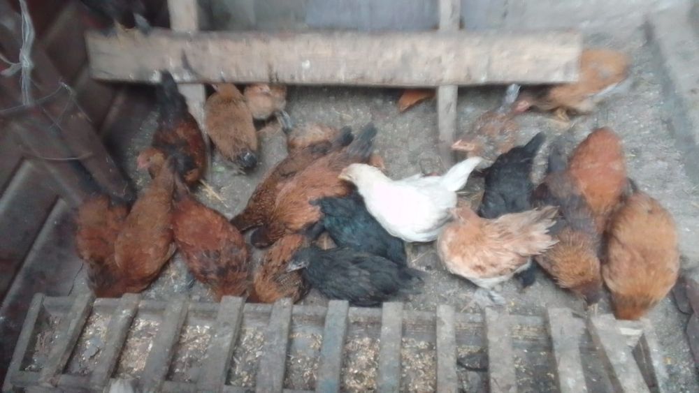 Продам молодок курей им 5 месяцев