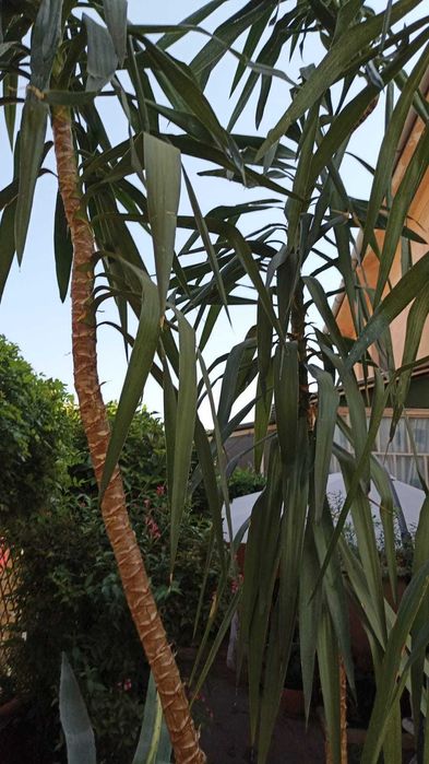 Vand Yukka .Planta Ornamentala.Matura. 4,5 Metri inaltime.