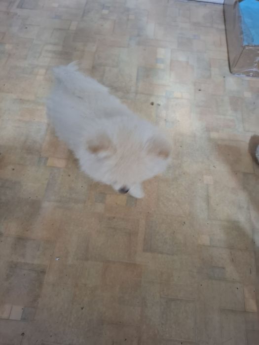 Продам шенкаНемецкого шпица