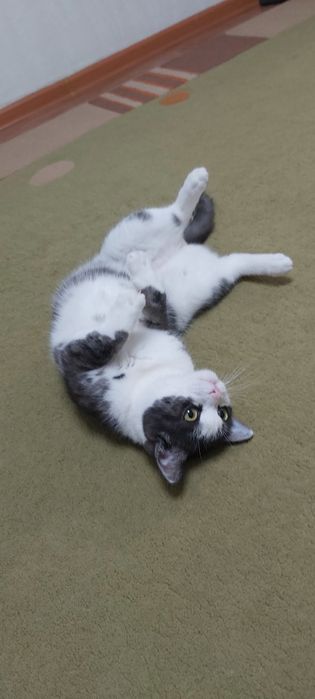 Отдам кота в добрые руки.