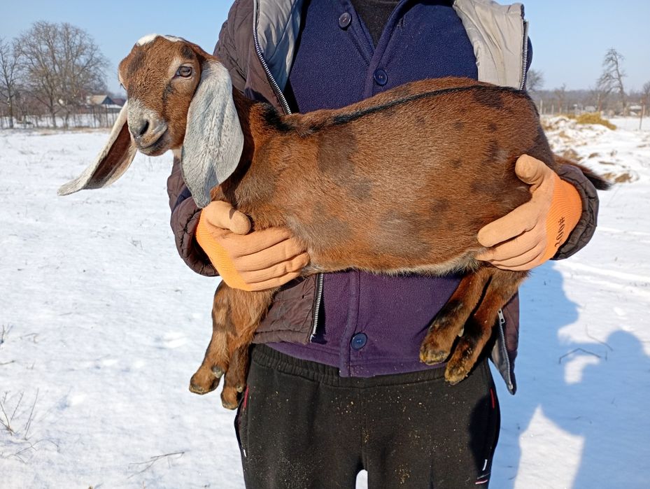 Mascul Anglonubian cu pedigree.