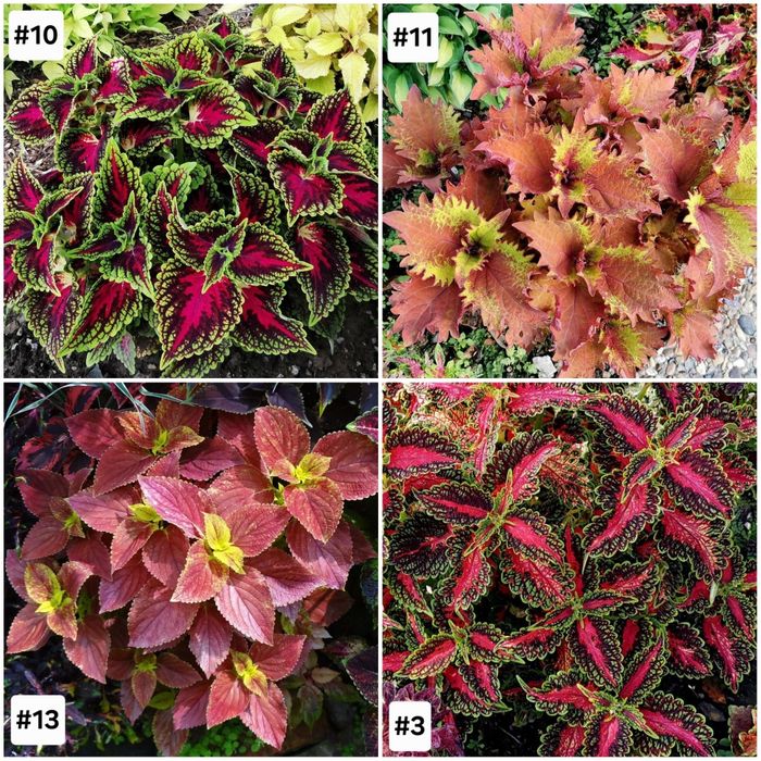 Цветы и растения