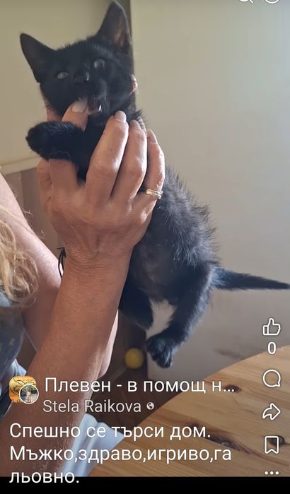 Малко черно коте
