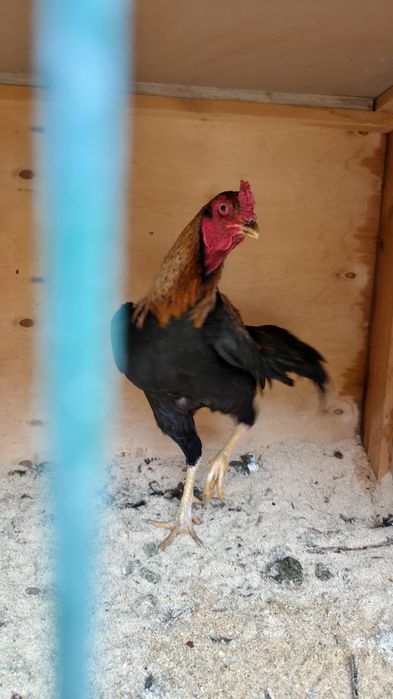 Дакан пары сатылады