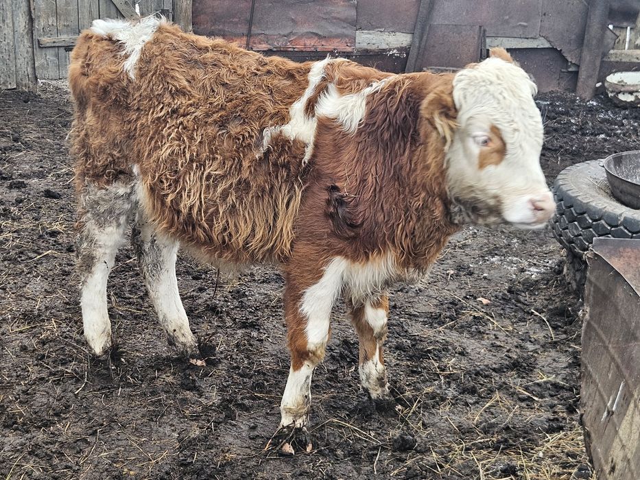2 бас еркек бұзау сатылады