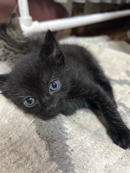 Котята 3 месяца