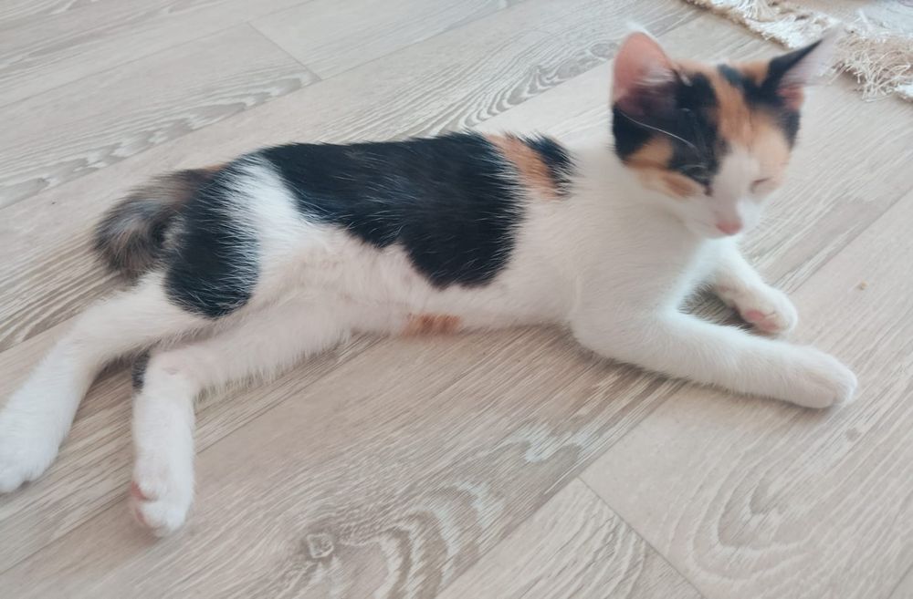 Отдам котенка домашнего даром