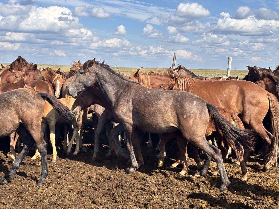 Жылқы сатылады..