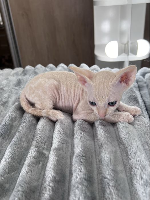Продается котенок сфинкс