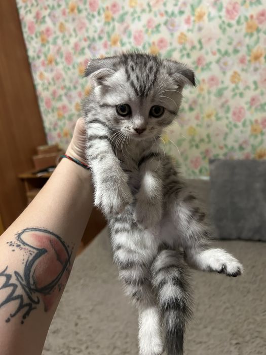 Скоттиш Фолд Котята первые 3 мальчика 2 девочки