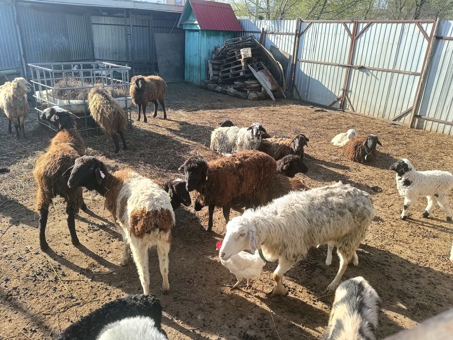 Продам овец  и коз всех вместе.