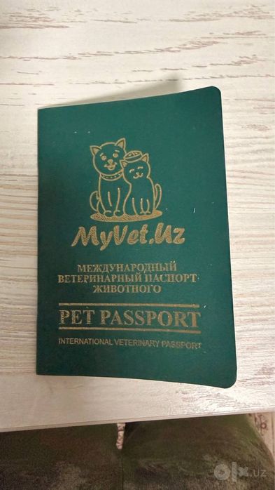 Кошка породистый Британ