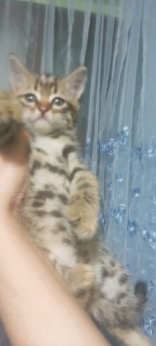 Породистые котята