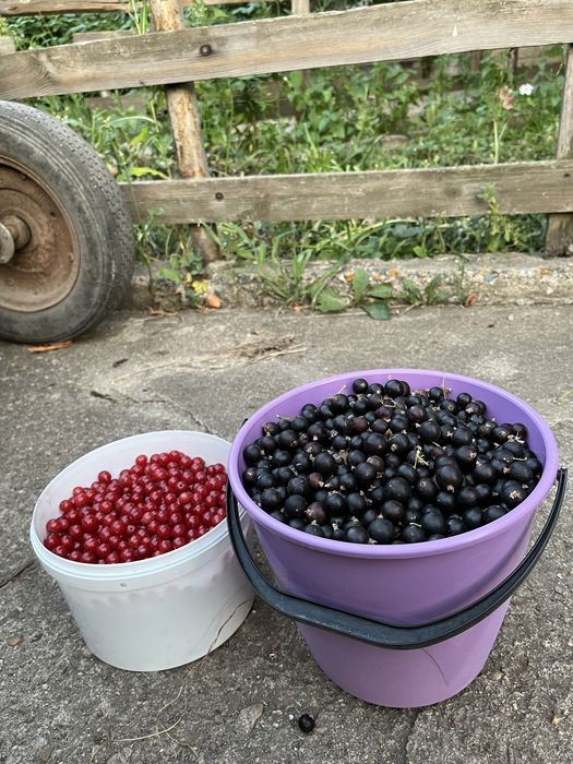 продам смародину срочно