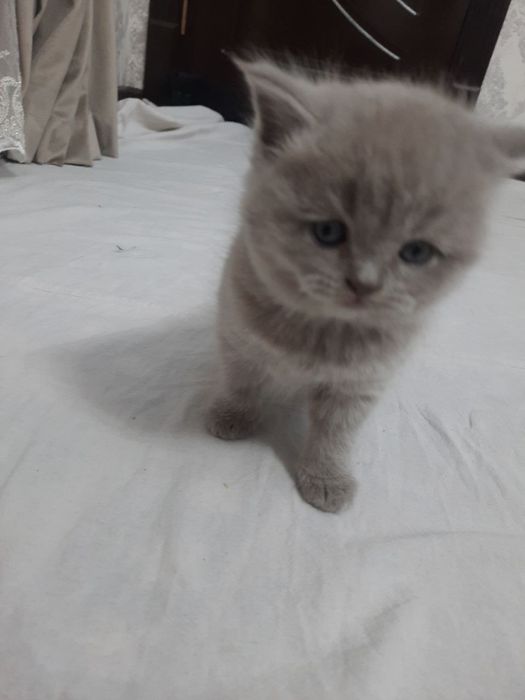 Mushuk Scottish fold va straid