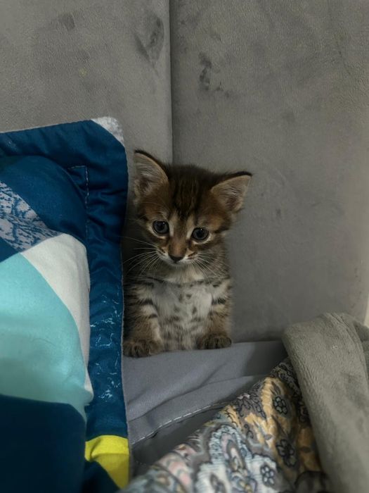 2 котенка, британцы